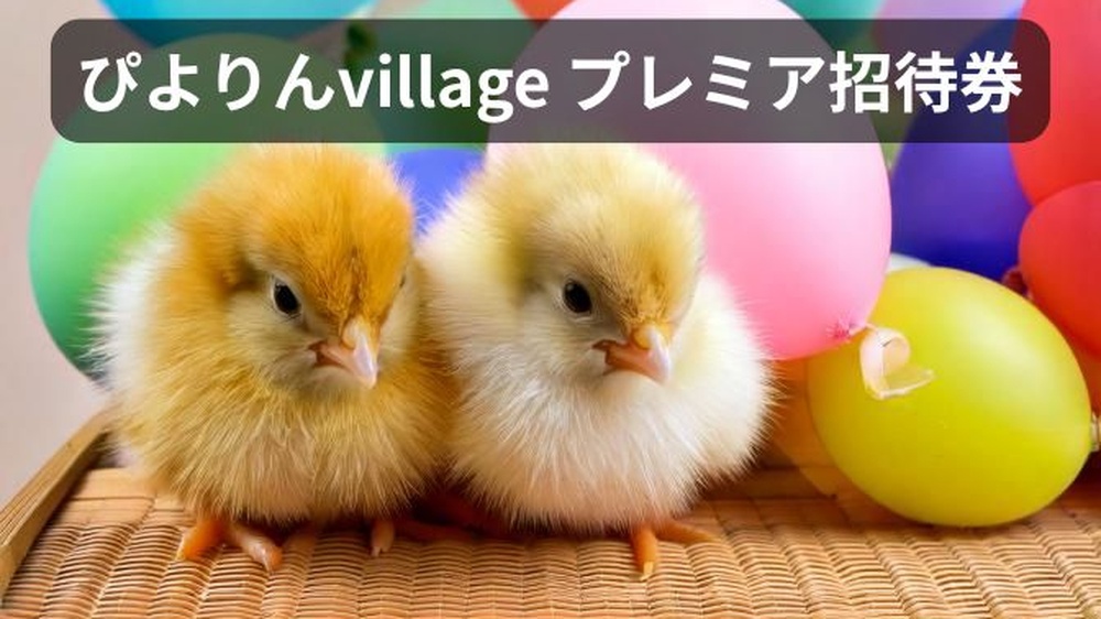 ひよことたくさんの風船の写真